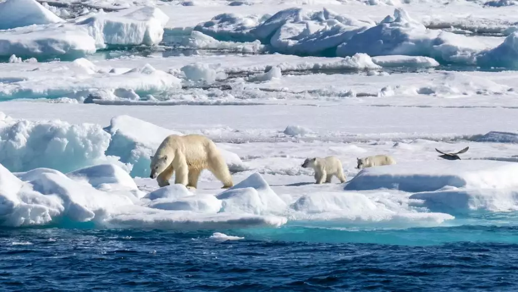 Mother polar bear with 2 cubs walks on pack ice at the water's edge on a sunny day during the Spitsbergen: Realm of the Ice Bear Cruise.