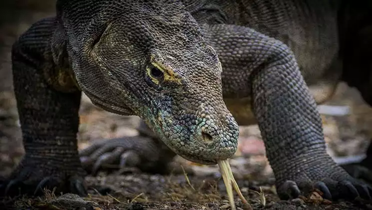 A close up of a komodo dragon's head and two arms with its forked tongue sticking out