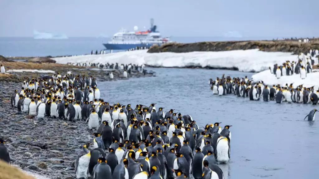hundreds of penguins lined up together along a waterway leading to a small cruise ship in icy waters with snow surrounding.