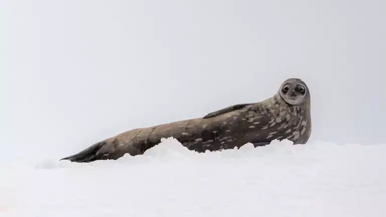 A small brown and white spotted seal laying on its side in fresh white snow with its head tilted up right looking forward