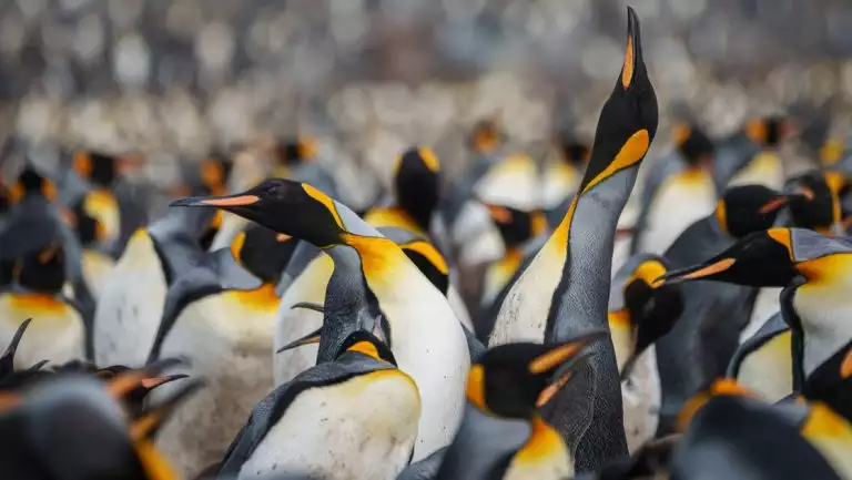 Hundreds of king penuins with white bellies, orange necks & beaks & black heads stand together on a South Georgia Air Cruise.