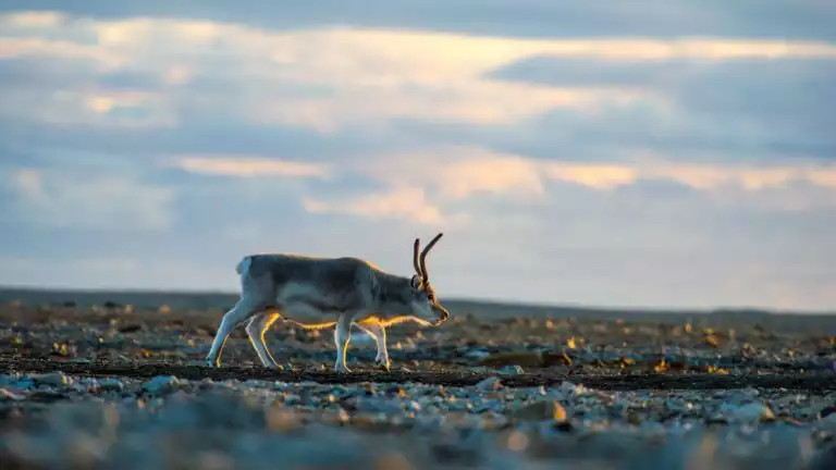 Reindeer wallking on a calm morning in the wild arctic