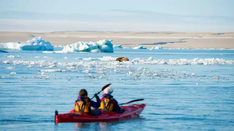 Kayakers paddle near an iceberg with large sea lions perched up on a small peice of ice on a sunny day