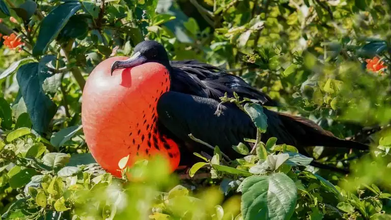 Frigatebird with long black feathers, pointy beak & inflated red chest pouch sits in tree of bright green leaves in Belize.