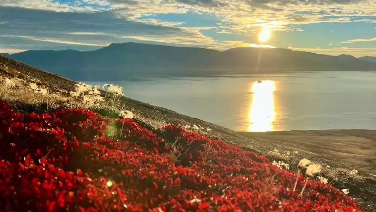 Red flowers bloom over tundra hillside overlooking calm fjord as sun sets during the east & south Greenland Explorer cruise.