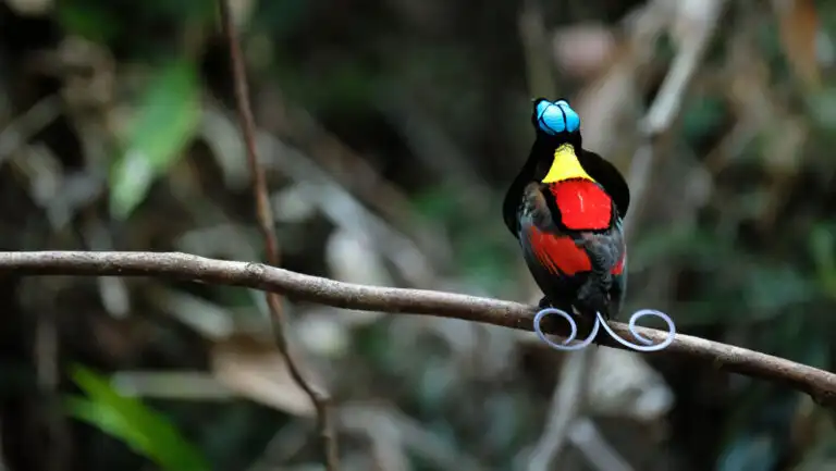 Wilson's Bird of Paradise with blue, yellow, red & black feathers & split, curling tail sits on branch during a Raja Ampat cruise.