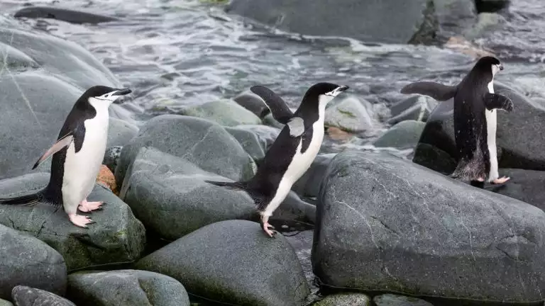 Three white and black penguins hopping and skipping around rocks near the cold dark waters