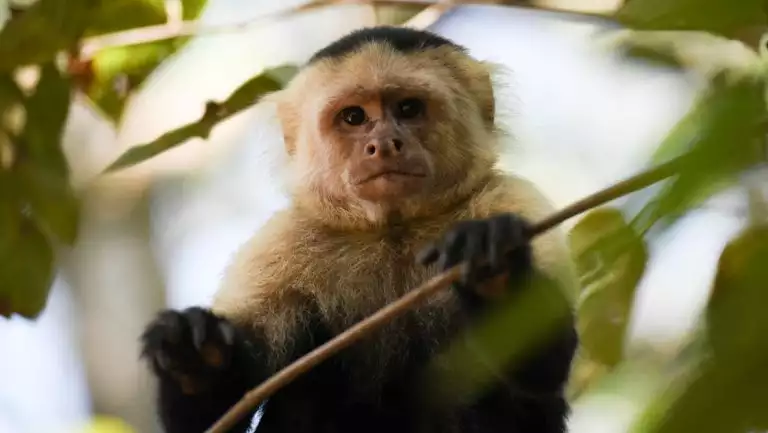 Capuchin monkey with blonde fur around face & chest & dark fur on head & lower body sits in dense forest canopy.