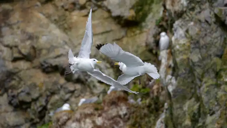 Kittiwakes can be seen in Spitsbergen as they engage in territorial displays on the cliffs and other settlement sites