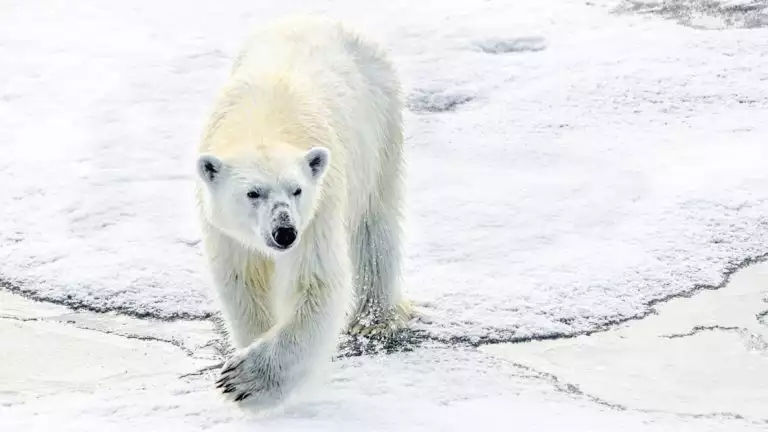 North Spitsbergen is home to Polar Bears that range the ice and waters seeking their next meal.