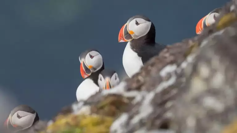 Seeing puffins as they settle in from a day of hunting the seas on the cliffsides in North Spitsbergen