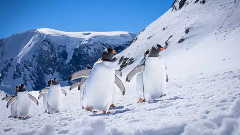 Gentoo penguins with orange beaks, black heads & white bellies walk over snow with mountains behind on a sunny day in Antarctica.