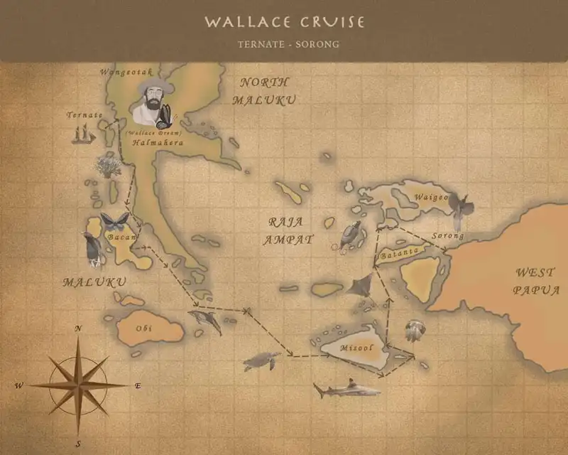 Route map of Wallace-based cruises between Ternate & Sorong with stops at Halmahera, Raja Ampat, Gam and Waigeo.