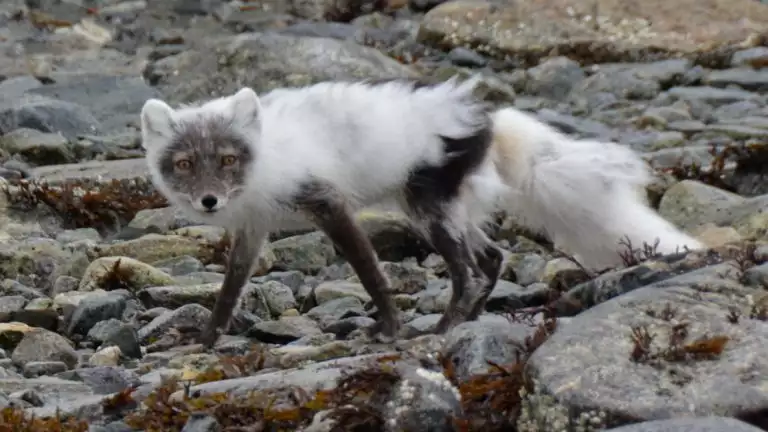 Sailing Spitsbergen aboard the Rembrandt van Rijn give you rare sights like this arctic fox caught searching for his next meal