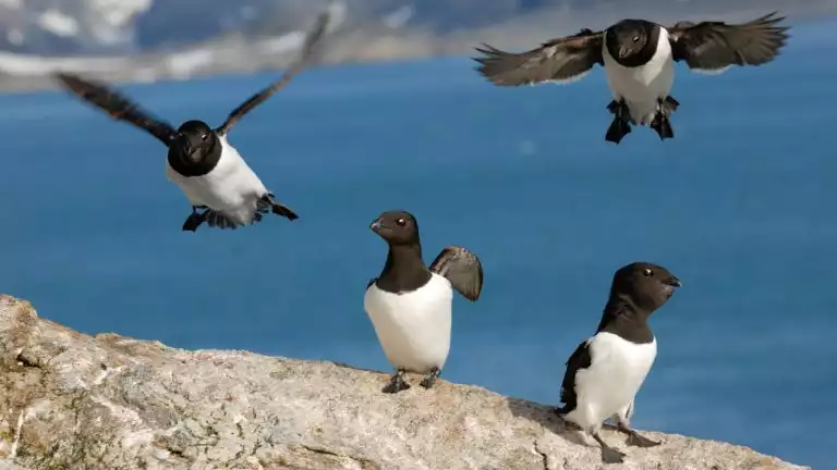 Sailing Spitsbergen aboard the Rembrandt van Rijn takes you where the birds like these Little Auk live