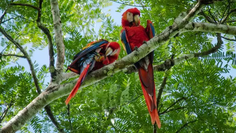 2 parrots with red, yellow & blue feathers sit & preen on a tree branch among bright green forest canopy, seen in Costa Rica.