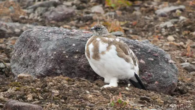 Medium-sized bird with white chest & brown mottled back & head stands beside gray rocks on autumnal tundra in south Greenland.