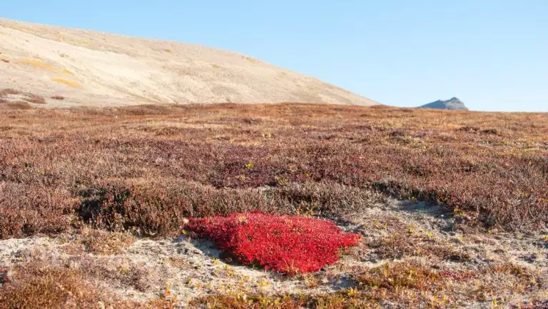 Arctic tundra of south Greenland with autumnal colors, golden hills & a small patch of red flora.