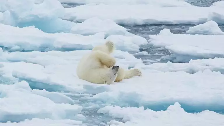 A lone polar bear lays & rolls on pack ice, seen during a South Spitsbergen Explorer cruise.