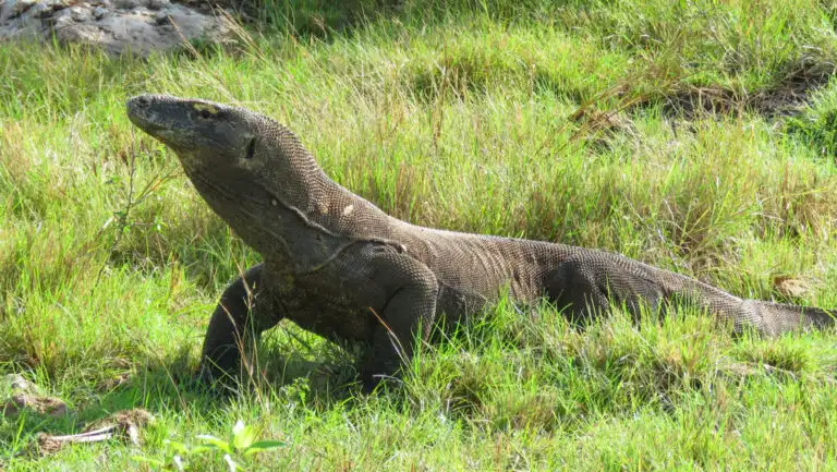 Komodo dragon with rust-colored scales stands atop grassy field, seen on the Whale Sharks, Corals & Komodo Dragons cruise.