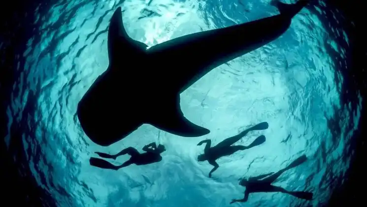 View from underwater below 3 snorkelers swimming beside large whale shark in teal water during an Indonesian sailing cruise.