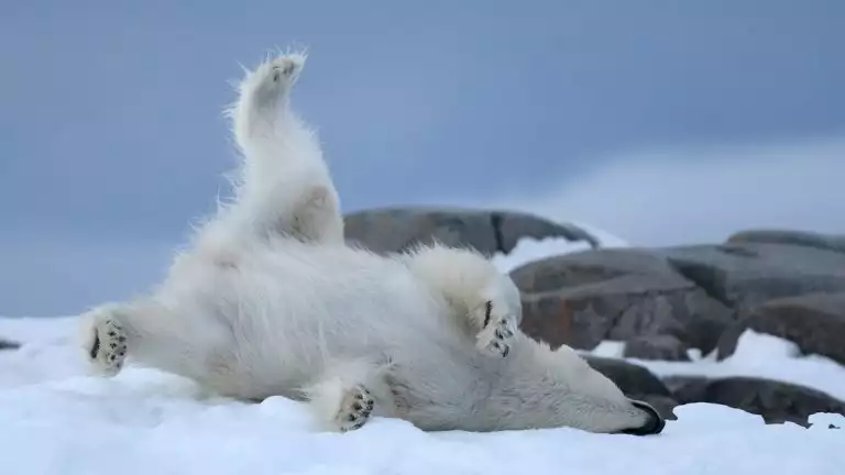 large polar bear rolls on its side and head in white snow next to rocks