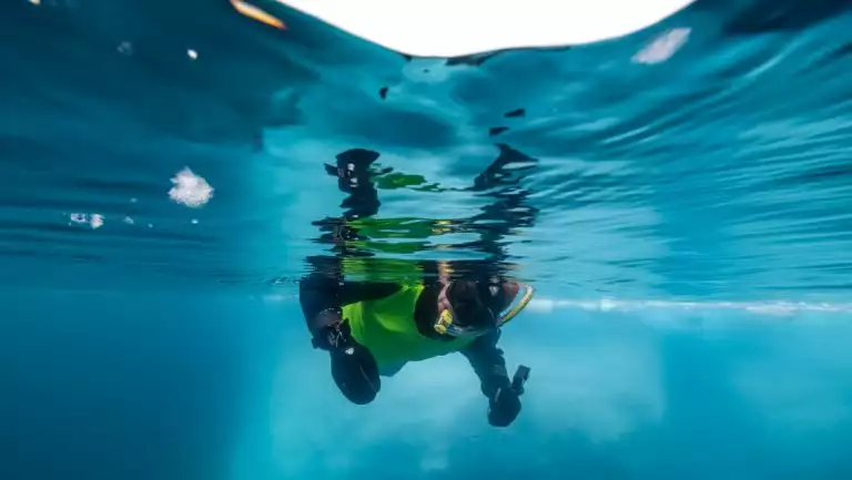 Antarctica Active cruise guest in green & black wetsuit looks under surface of clear water while polar snorkeling.
