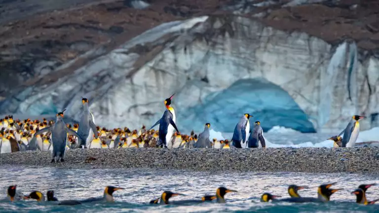 King penguins with yellow necks & tall silver bodies walk on pebbly shore & swim in calm sea by blue glacier in South Georgia.