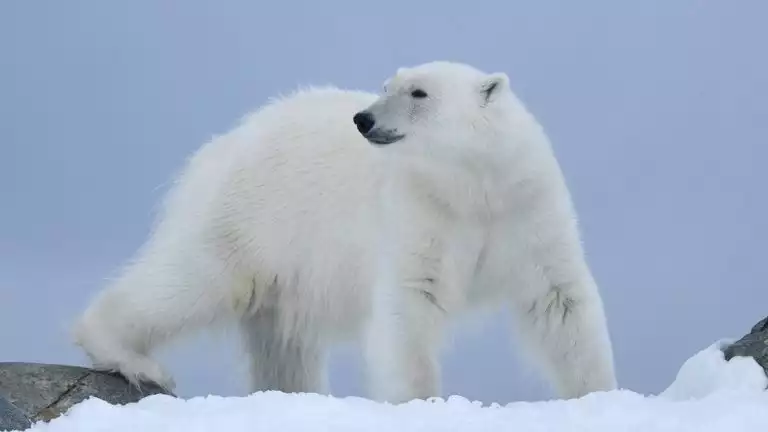 A polar bear walks on snow and rocks as it pears its head to look behind