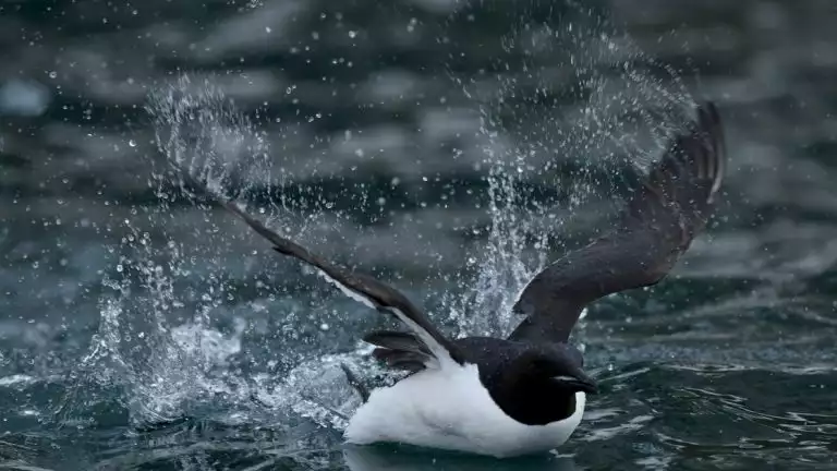 white and black bird landing in dark waters with its wings up high to each side