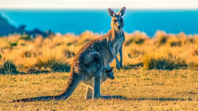 Kangaroo with baby joey in its pouch stands still among golden grasses overlooking turquoise sea in Tasmania.