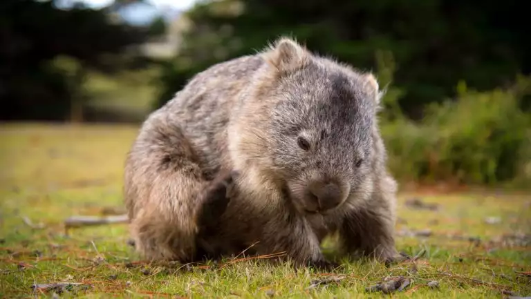 Furry brown & gray wombat with beady eyes & rounded cheeks scratches at the grass, seen on Tasmania cruises.