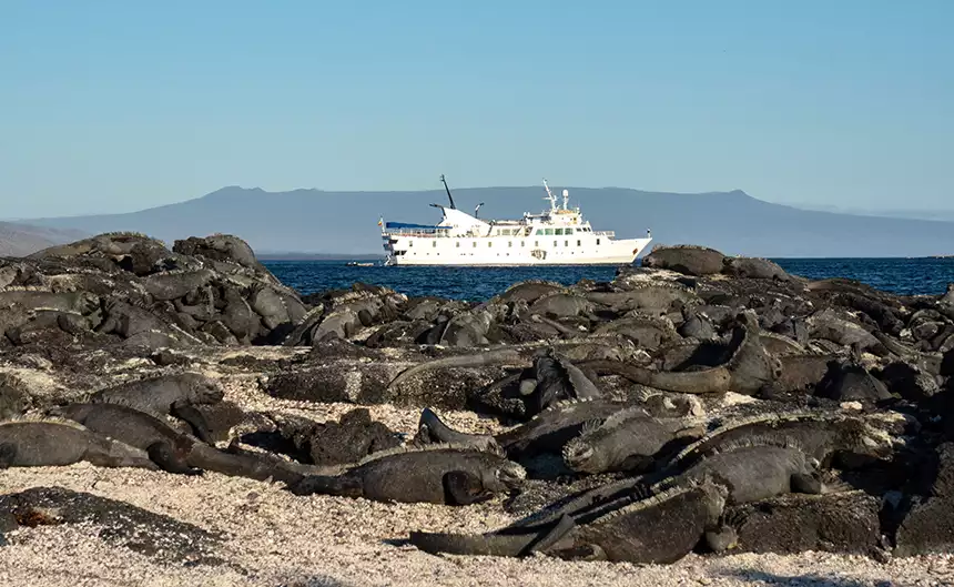 A white small ship floats in the ocean behind a sandy shoreline covered in black marine iguanas sunbathing. 