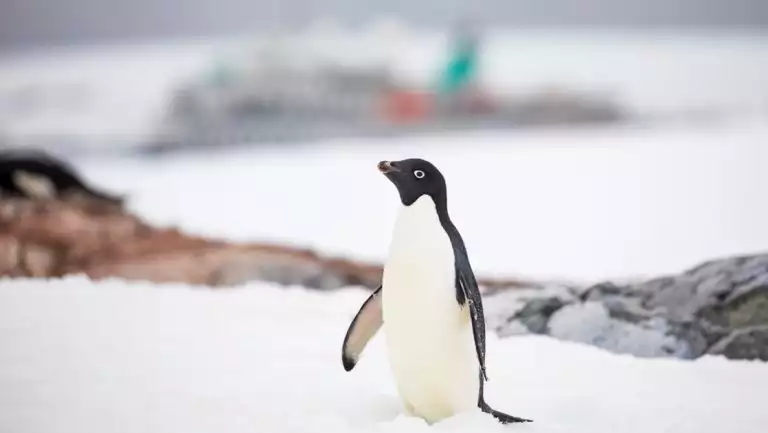 Lone Adelie penguin with white chest, black back & blue eyes stands atop snowfield with green & white small ship in background.