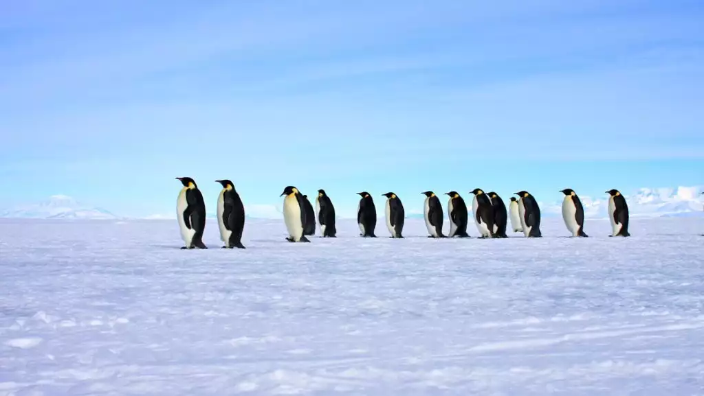 Line of emperor penguins with white chests, yellow necks & black backs walks over snowfield under blue skies in Antarctica.
