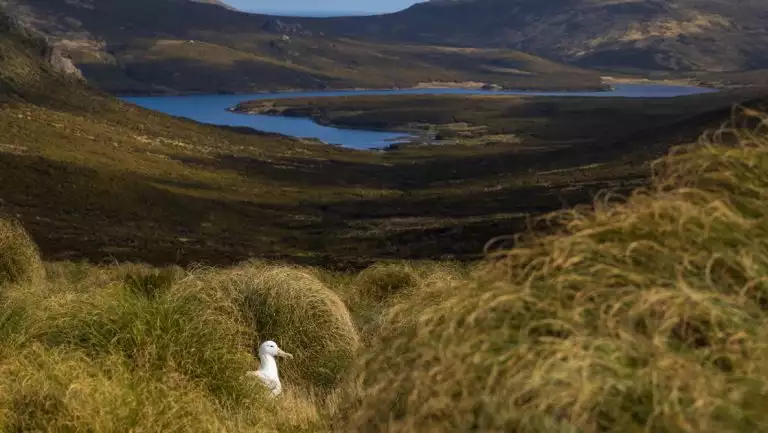 Lone southern royal albatross, gull-like white bird sits among tall grasses with blue river in background on Campbell Island.