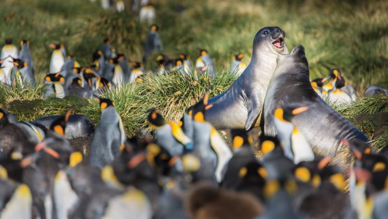 2 juvenile gray elephant seals play by hundreds of king penguins during a Falklands, South Georgia & Antarctic Peninsula cruise.