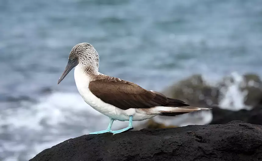 A white chested bird with brown wings and bright blue teal feet stands on volcanic rock against the blue ocean in the Galapagos. 