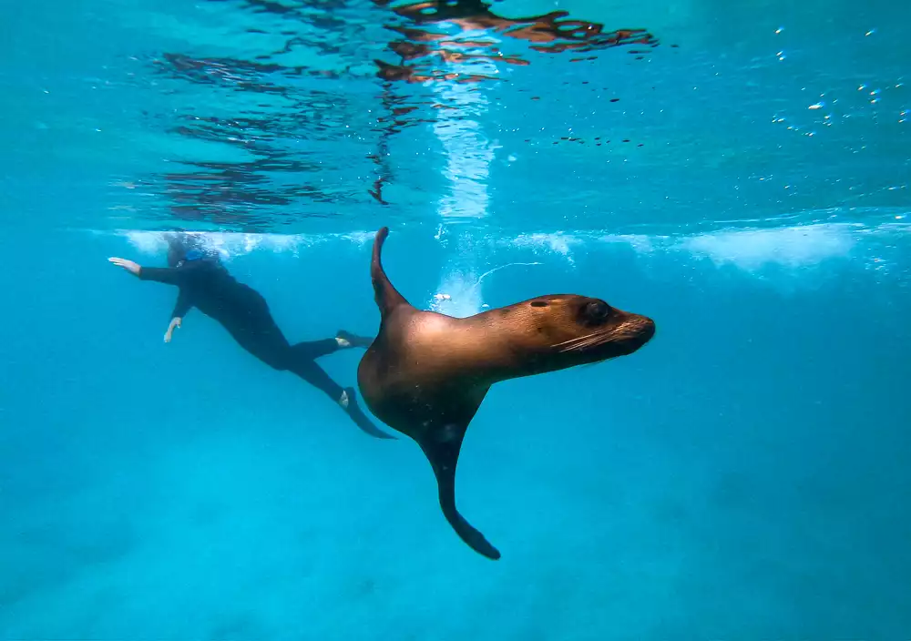 An underwater photo of a Galapagos sea lion and a snorkeler in wetsuit swimming in bright blue water.