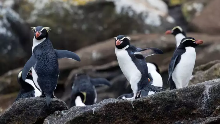 Snares penguins with yellow eyebrows, orange beaks, white chests & black backs stand atop dark rock on the Subantarctic Islands.