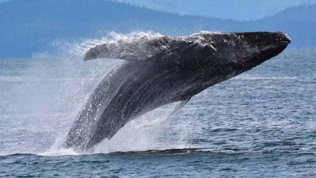 Majestic humpback whale leaping high above the ocean surface in a graceful arc off Alaskan cruise .