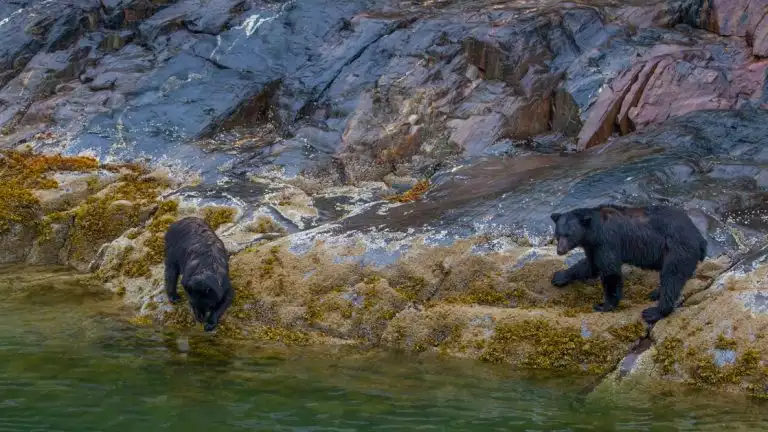 bears walking on a rock in a serene natural setting of alaska
