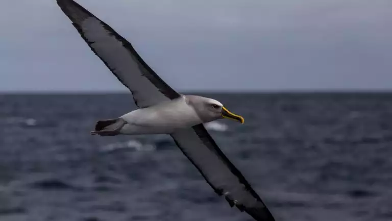 Gull-like bird with long yellow beak & white feathers spreads its wings while flying over New Zealand's subantarctic islands.