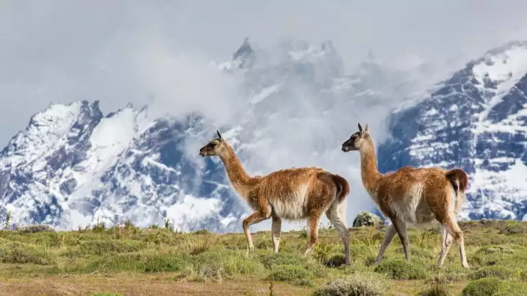 two lamas running through the grassy fields infront of the snowy mountains of Patagonia
