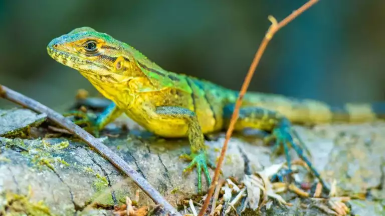 A green and yellow lizard sits still on a fallen tree