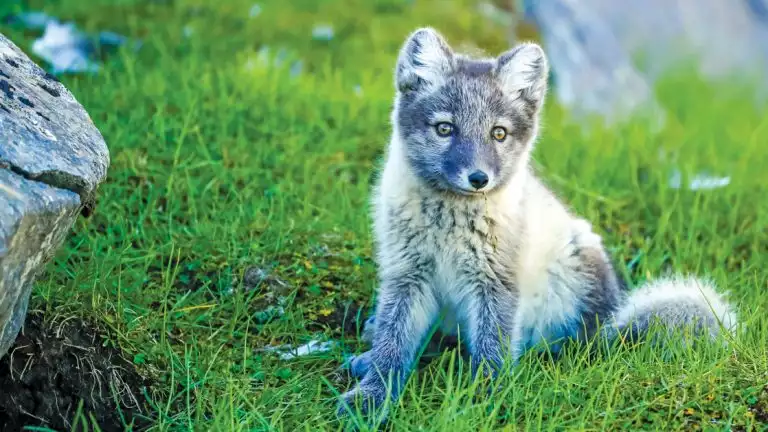 Grey and white Arctic fox in the green grassy fields.