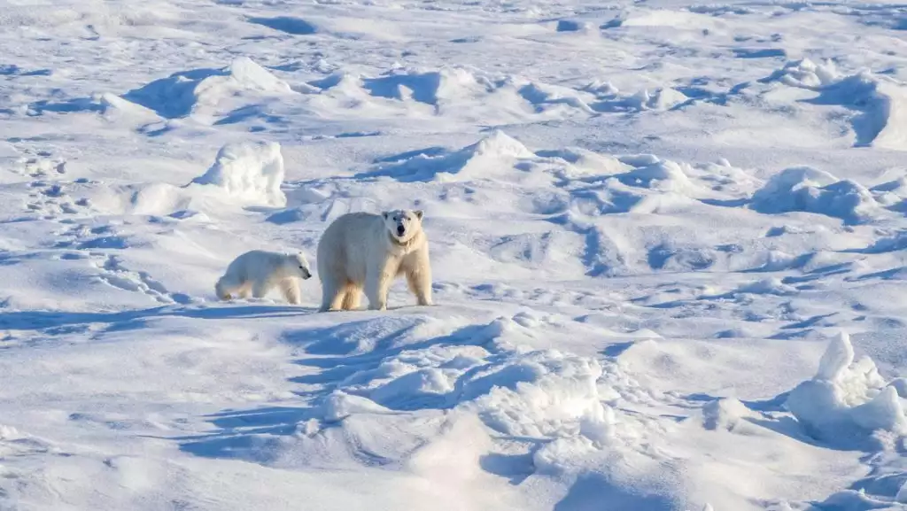 Mother polar bear & cub walk across an uneven snowfield, seen on a Nat Geo Land of the Ice Bears cruise.