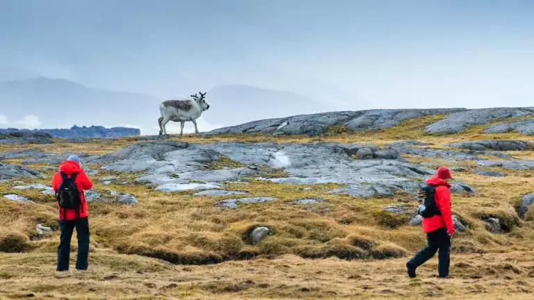 Adventurers exploring the reindeer in a rocky and grassy landscape