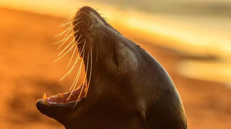close up of Sea lion with its mouth wide open