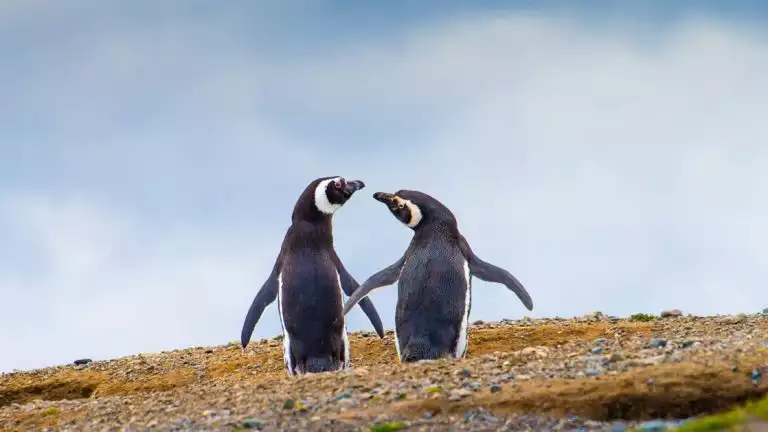 Two penguins waddling on rocky yellow ground